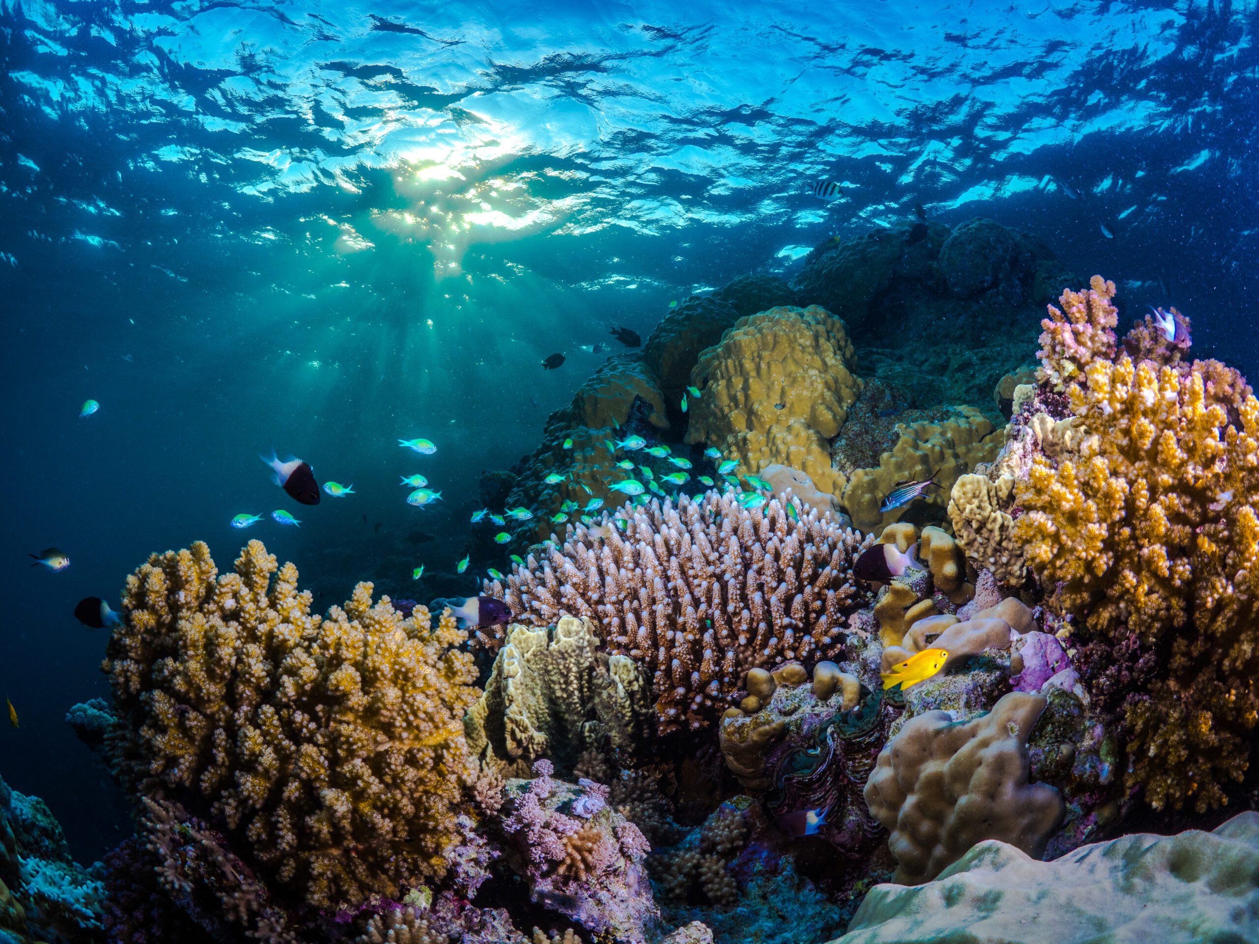 red sea