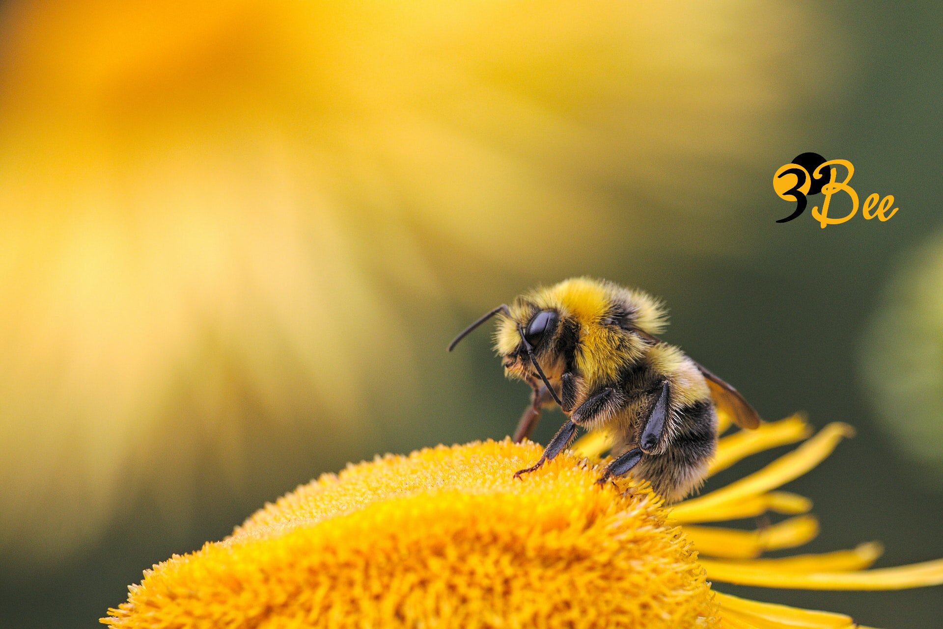3 bee