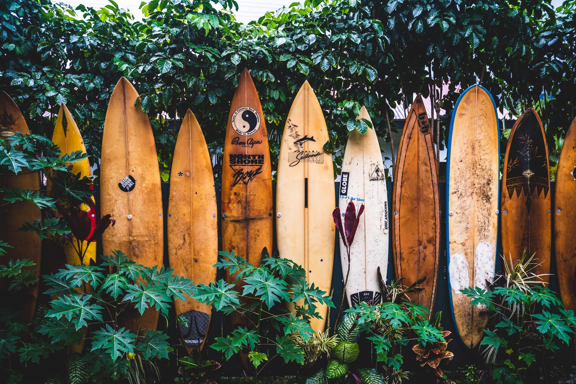 surf