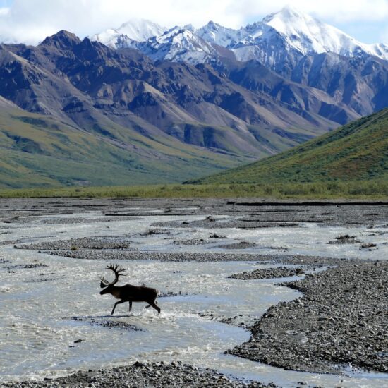 caribu' alaska