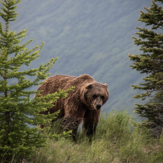 orso alaska