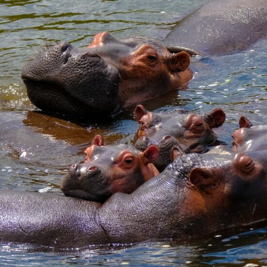 ippopotami uganda
