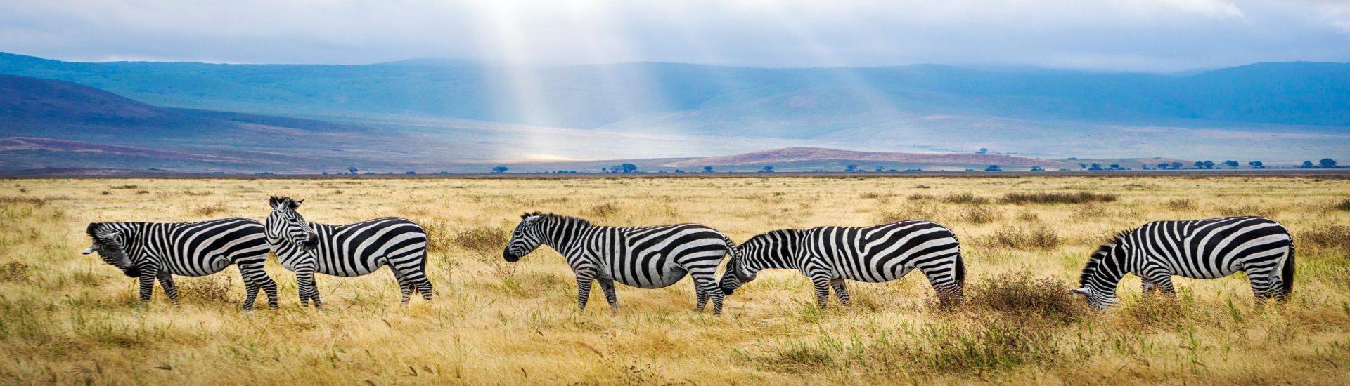 zebre kenya