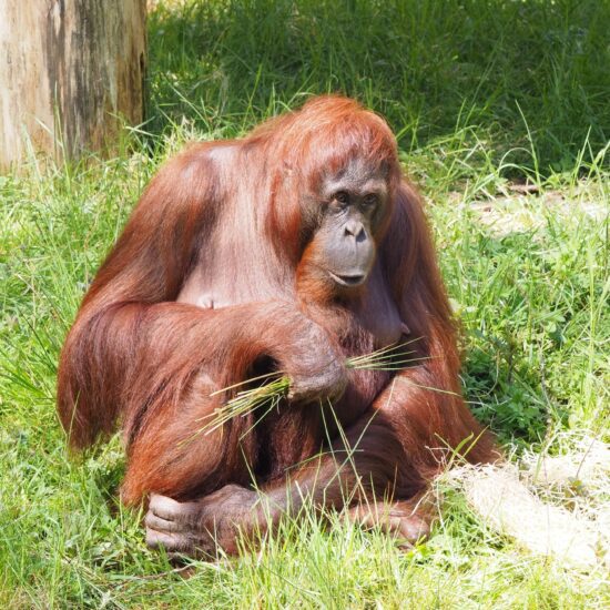 orango malesia