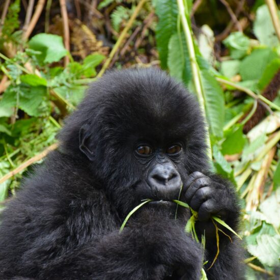 gorilla uganda