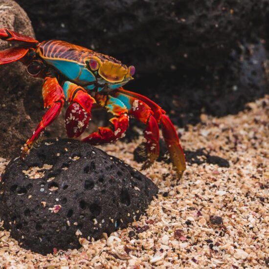 galapagos granchio