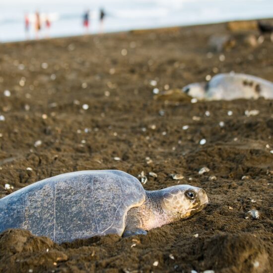 tartaruga costarica