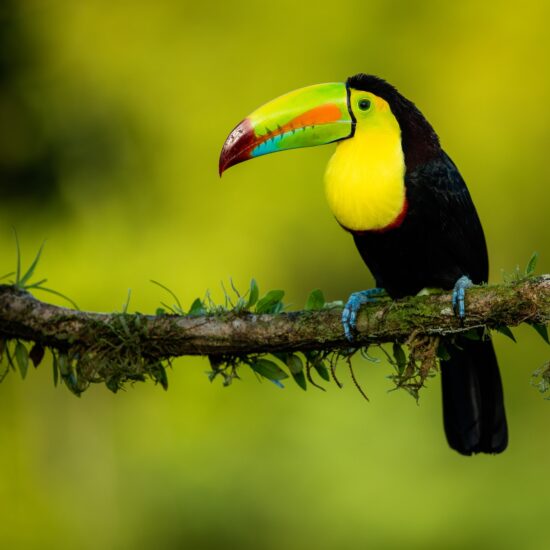 costa rica