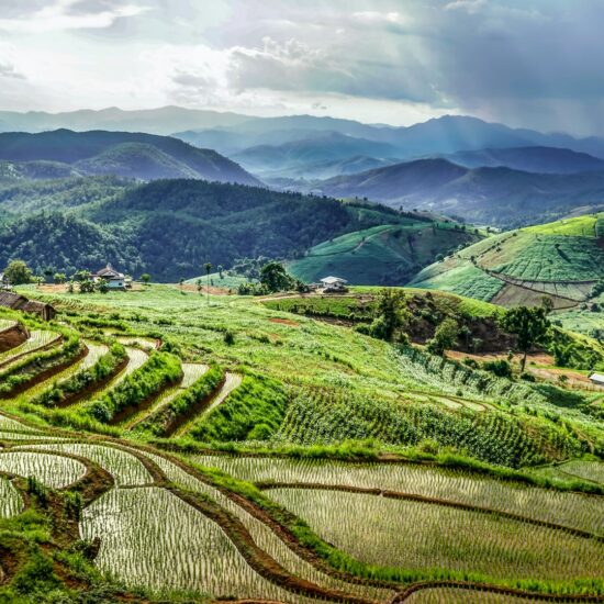 risaie thailandia nord