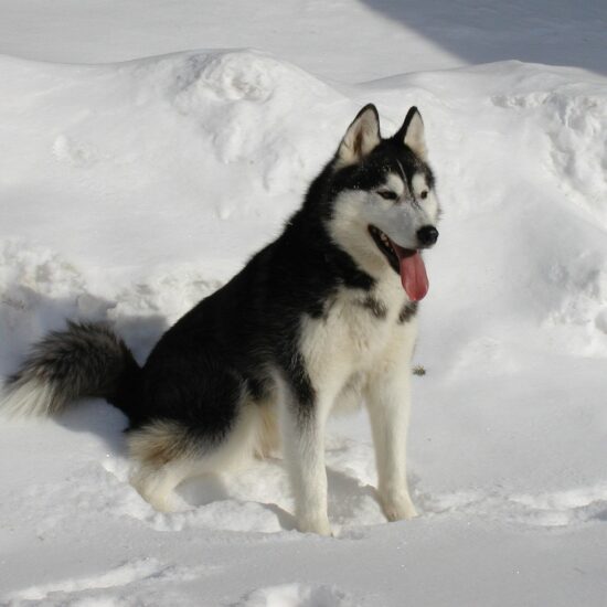 husky