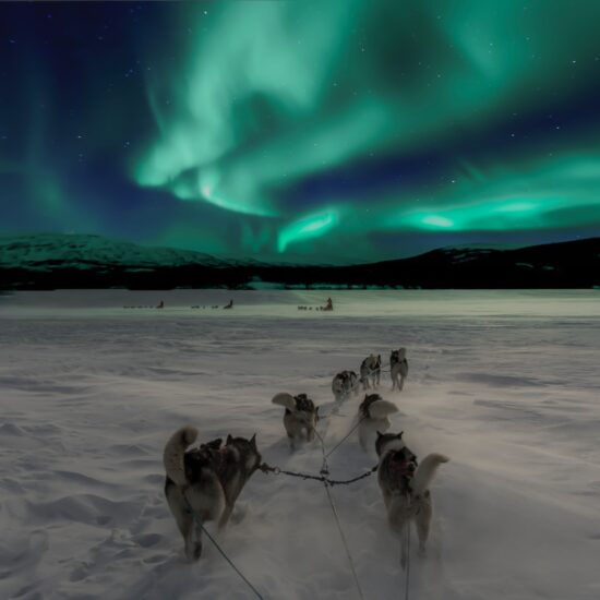 aurora boreale cani norvegia