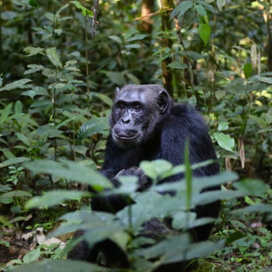 scimpanze uganda