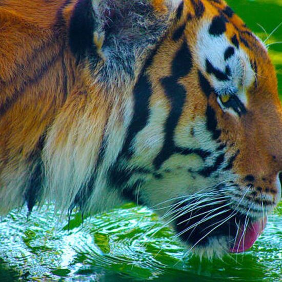 tigre