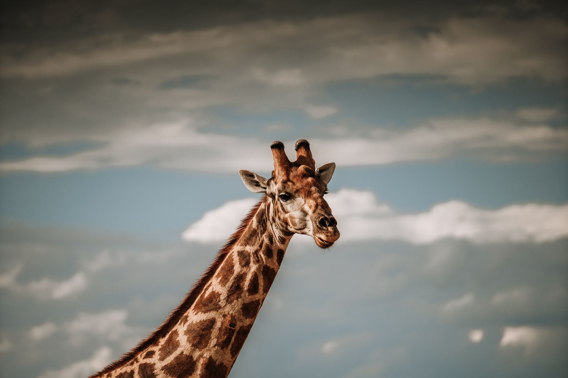 giraffa botswana
