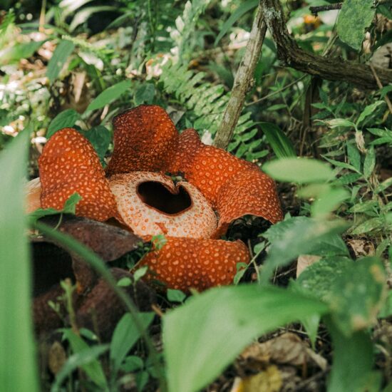 rafflesia