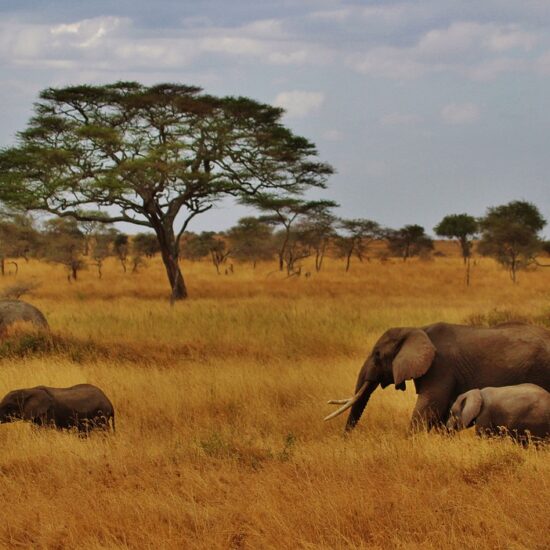 elefanti tanzania