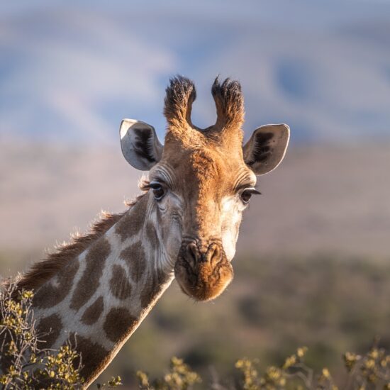 giraffe tanzania