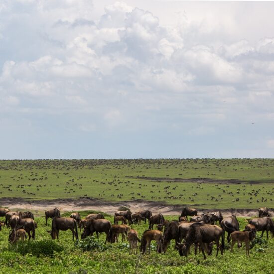 ngorongoro tanzania