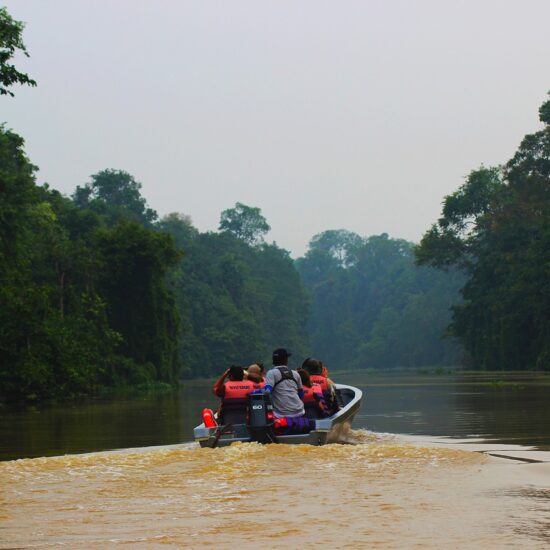 foresta borneo