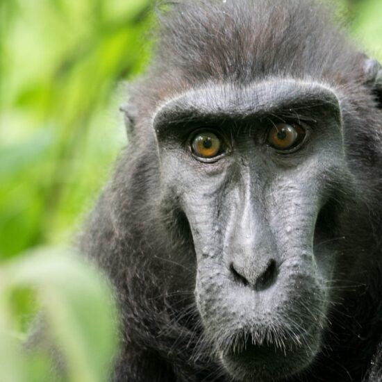 macaco sulawesi
