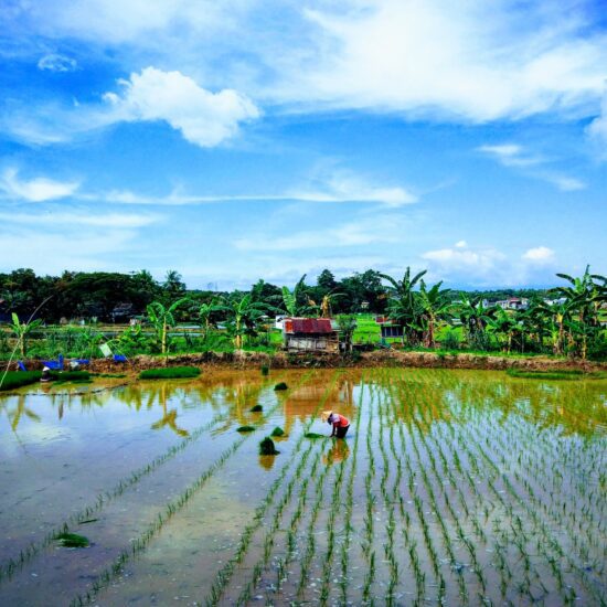 sulawesi