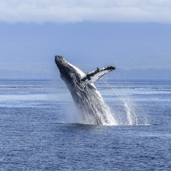 canada balena