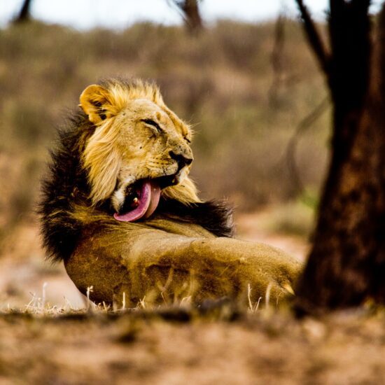 safari sudafrica