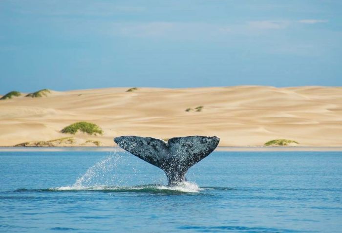 Balene Bassa California