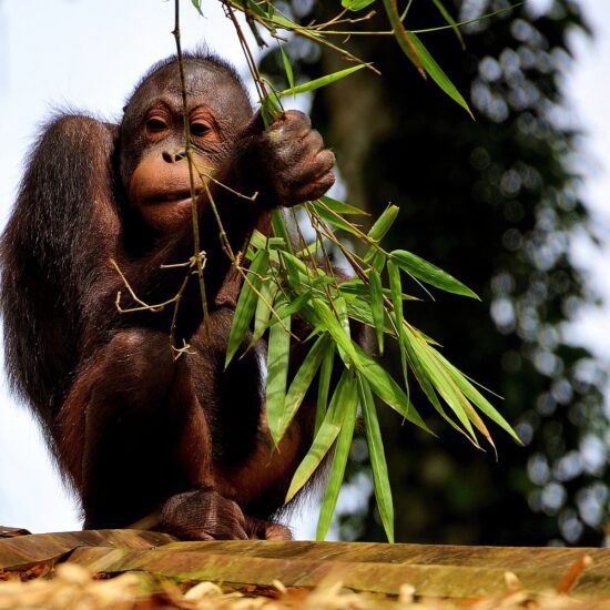 orang utan