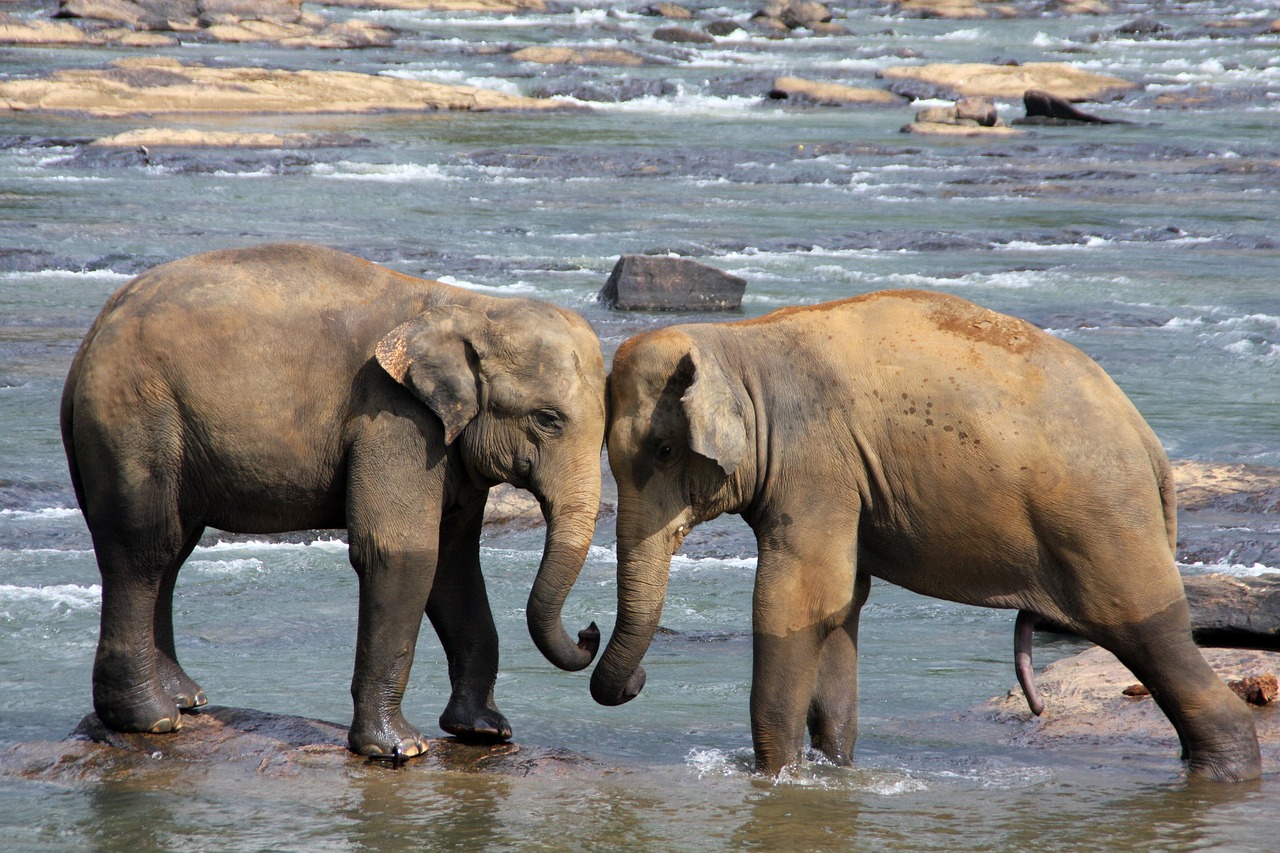 elefanti sri lanka