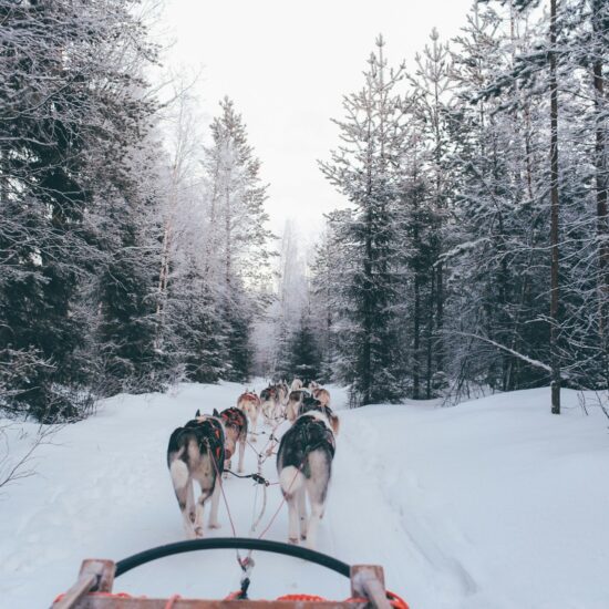 cani rovaniemi