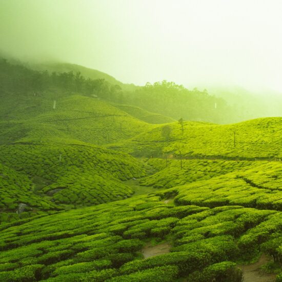 kerala