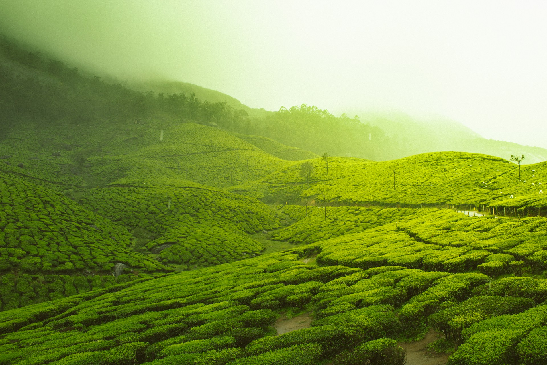 kerala