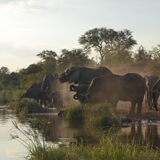 kruger