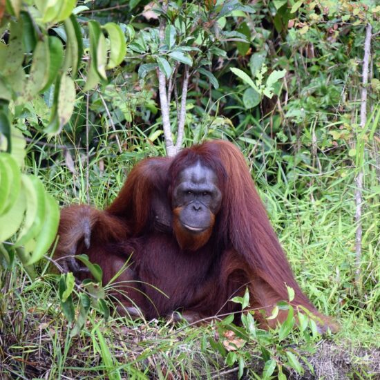 orango