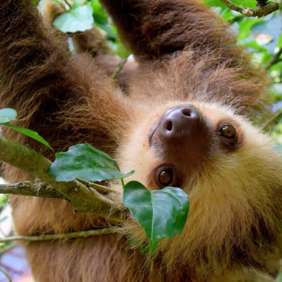 bradipo costarica