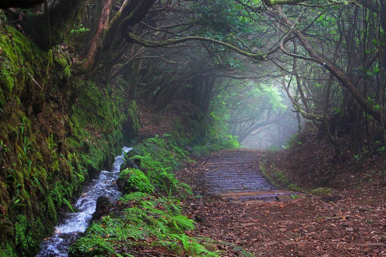 madeira